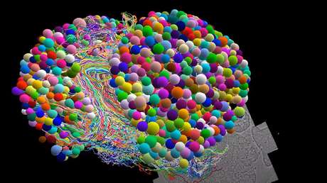 VIDEO: Mapean el cerebro de un insecto con un nivel de detalle sin precedentes