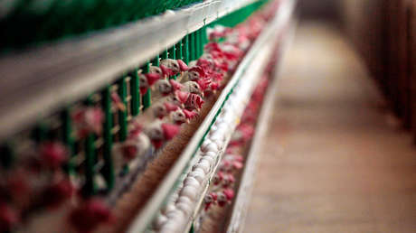 Chile suspende exportaciones avícolas tras detectar primer caso de influenza en un ave de corral