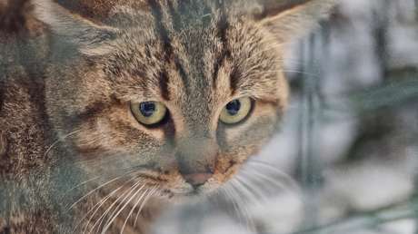 Intriga resuelta: el mítico gato-zorro de Córcega es un linaje genético propio