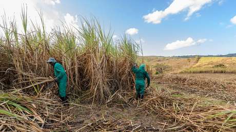 Rescatan en Brasil a más de 200 trabajadores en condiciones "análogas a la esclavitud"
