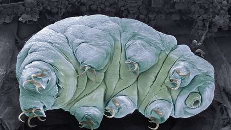 Así las proteínas del animal más resistente del mundo podrían algún día ayudar a salvar vidas humanas