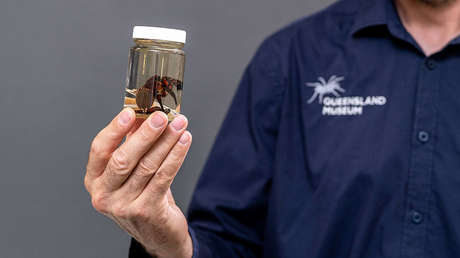 Describen una nueva y rara especie de araña gigante en Australia