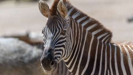 Una cebra escapa de un zoo y galopa varias horas por las calles de Seúl (VIDEOS)