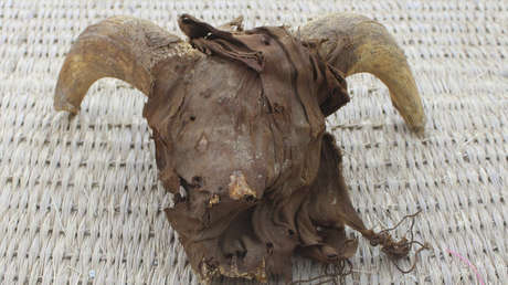 Hallan 2.000 cabezas de carnero momificadas durante excavaciones en un templo egipcio