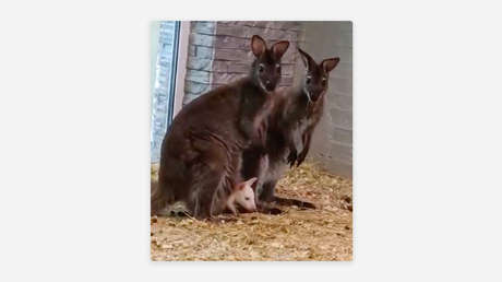 VIDEO: Nace un canguro albino en un zoológico ruso