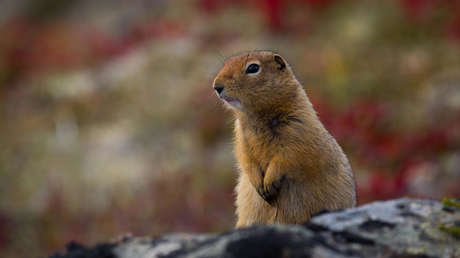 Hallan en Canadá una ardilla de tierra que vivió hace 30.000 años
