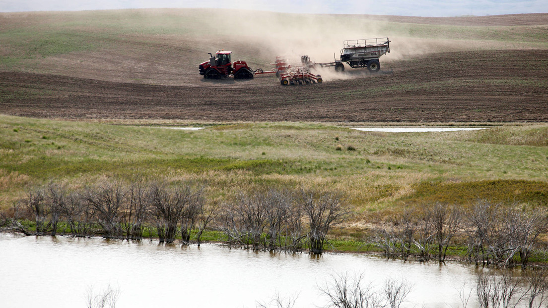 Nueva amenaza a los suministros mundiales de trigo y canola