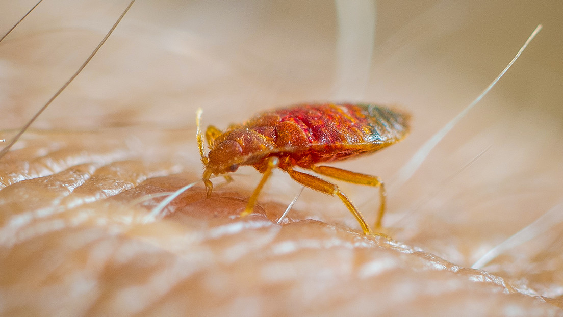 Un preso muere "devorado vivo" por chinches en una cárcel de EE.UU.