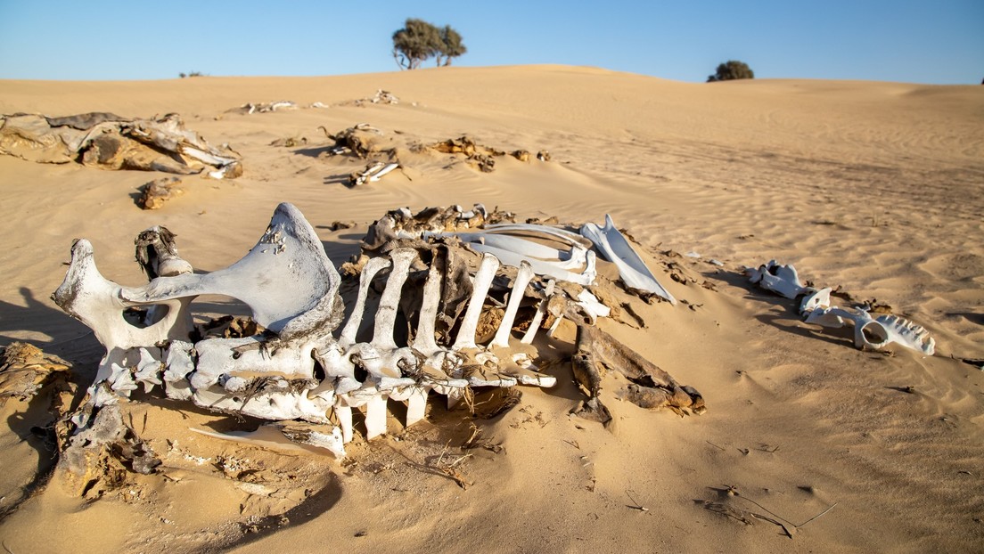 ¿Nos queda todavía tiempo para evitar una extinción masiva?