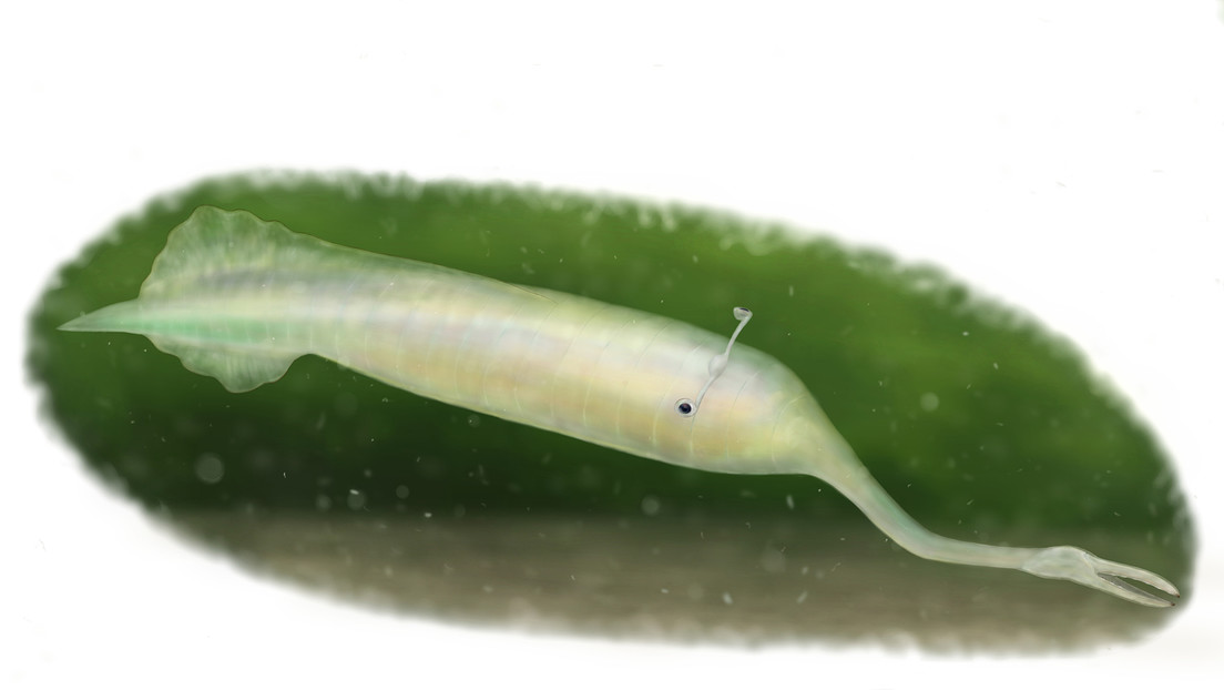 Resuelven el misterio sobre el extraño 'monstruo de Tully'