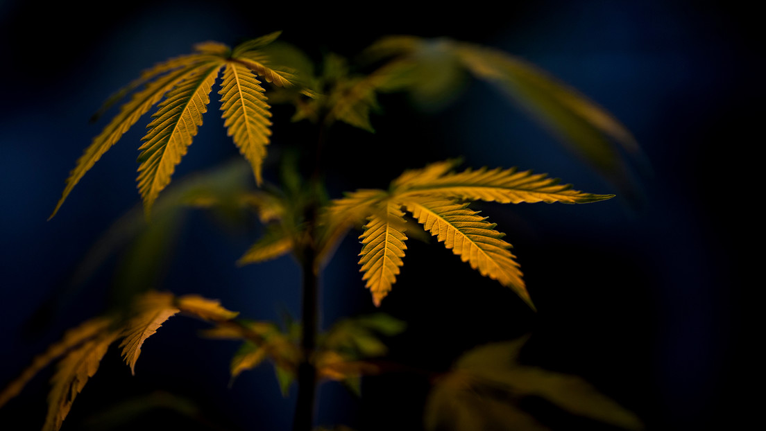 Ejecutan en Singapur a un preso por traficar 1 kilogramo de marihuana