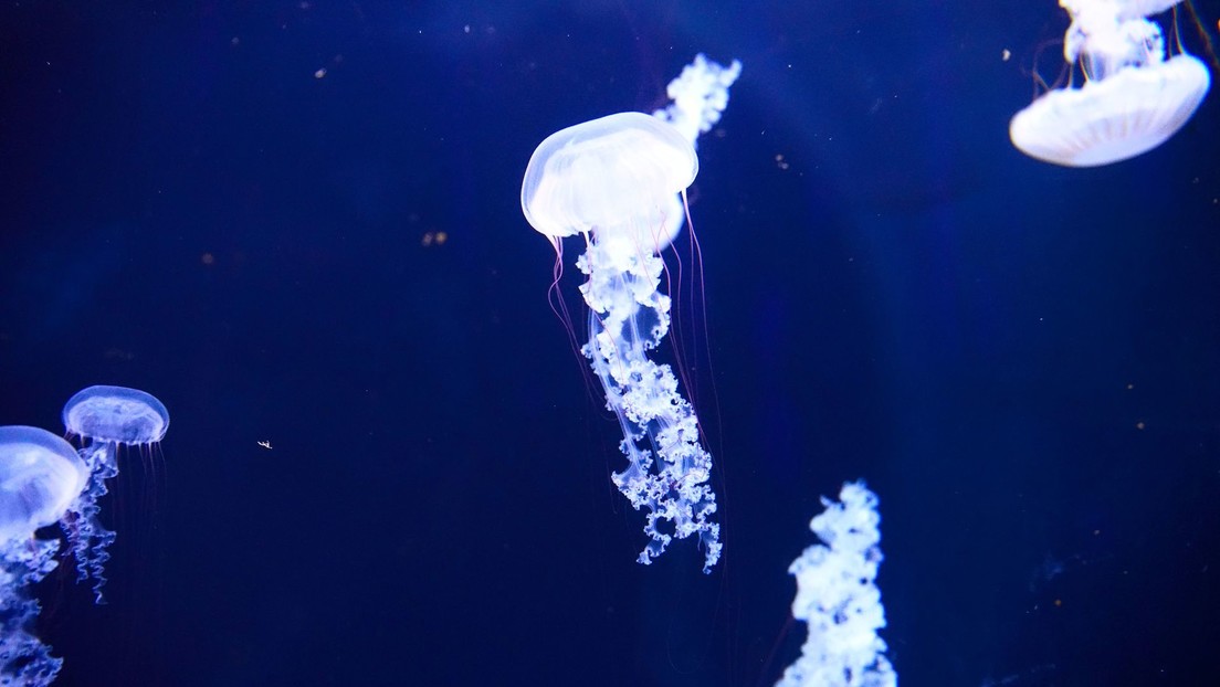 El cambio climático llega al fondo del océano y amenaza a la fauna de la zona crepuscular