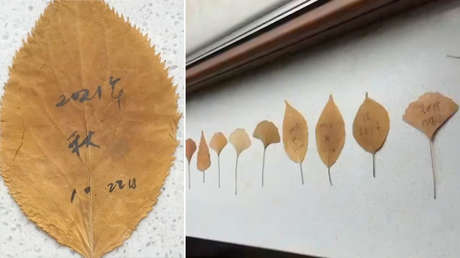 Una mujer escribe a su difunto esposo en hojas de otoño y conmueve a la Red