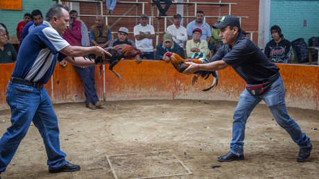 VIDEO: Un ave se rebela contra su dueño durante una pelea de gallos en México