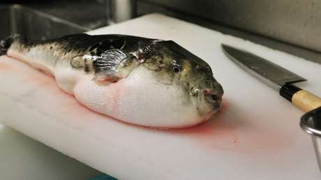 Muere una pareja de ancianos después de comer pez globo en Malasia