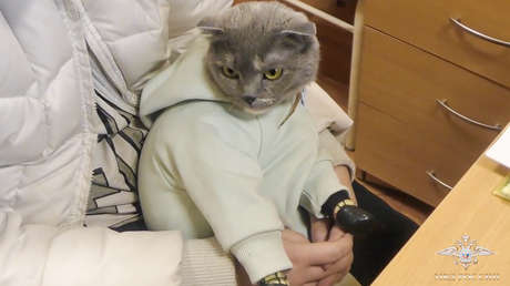 Detienen en Rusia a una mujer que ocultaba droga con un gato vestido de bebé (VIDEO)