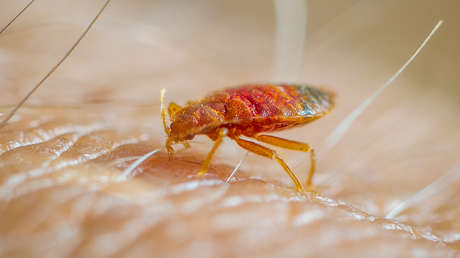 Un preso muere "devorado vivo" por chinches en una cárcel de EE.UU.