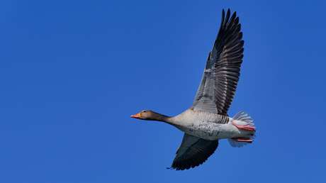 Científicos 'dan vida' a pájaros muertos al convertirlos en drones