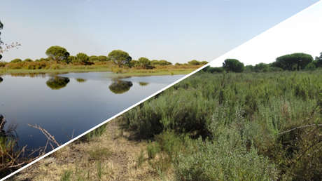 La agonía del mayor humedal de España: Doñana alerta a un país al borde de la desertificación