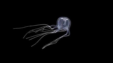 Descubren una medusa en forma de cubo con 24 ojos en China