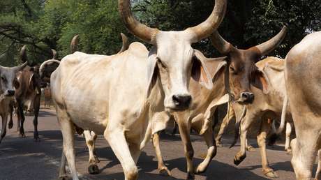 Una vaca vuela por los aires tras ser atropellada por un tren y mata a un anciano que orinaba en las vías