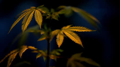 Ejecutan en Singapur a un preso por traficar 1 kilogramo de marihuana