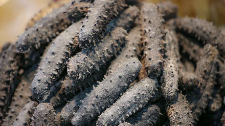 Detienen a 5 personas Japón por capturar ilegalmente más de 600 kg de pepinos de mar