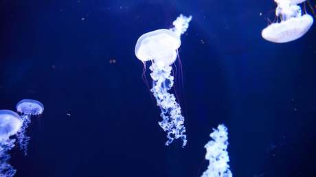 El cambio climático llega al fondo del océano y amenaza a la fauna de la zona crepuscular