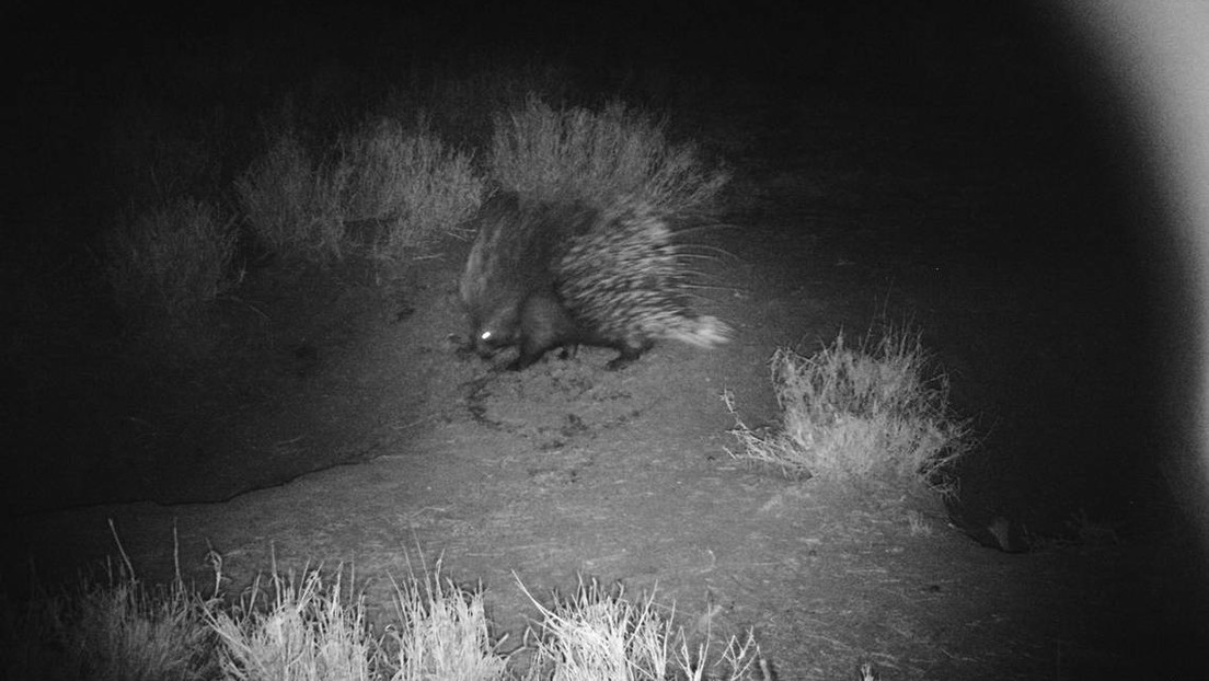 Insólitos 'vecinos' animales comparten la misma madriguera y no se han devorado unos a otros