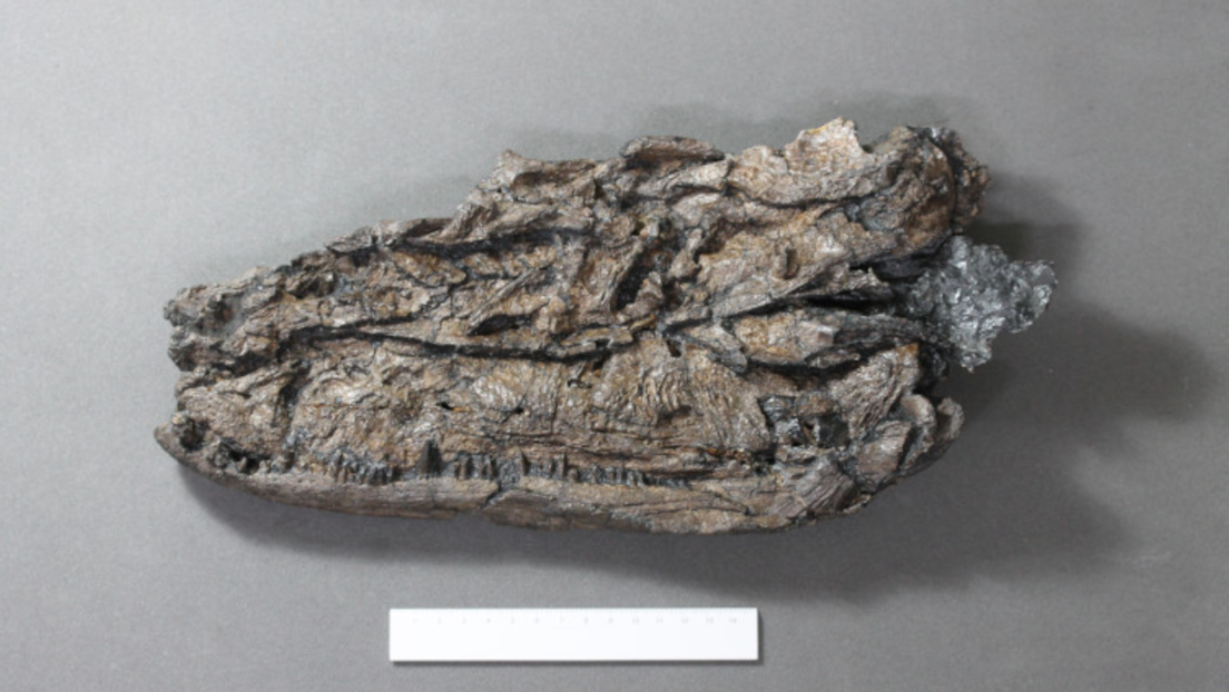 Así se veía el 'renacuajo del infierno' de más de 300 millones de años