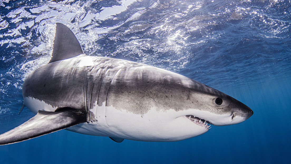 Una niña de 13 años golpea a un tiburón en la cara para escapar de un ataque en una playa de Florida