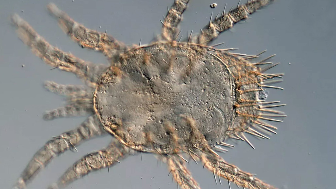 Descubren tres nuevos tipos de garrapatas que pueden causar la peste