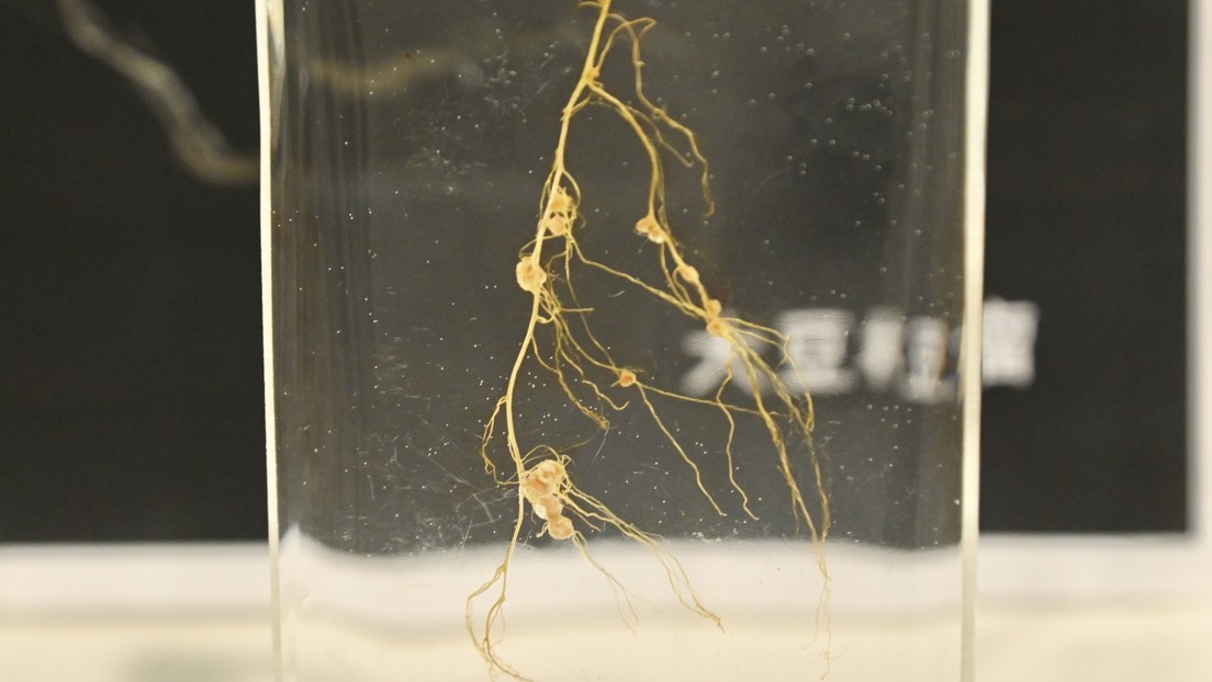 Hong Kong envía bacterias terrestres al espacio en la primera investigación agrícola de la ciudad en ser puesta en órbita
