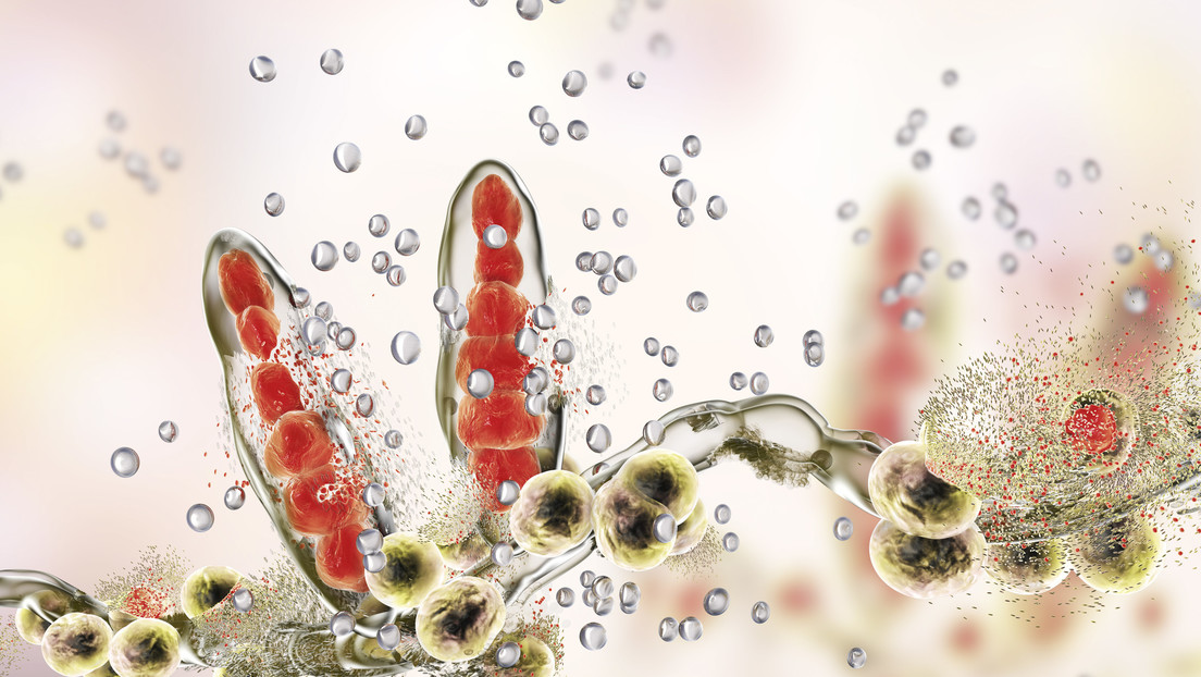 Trichophyton mentagrophytes