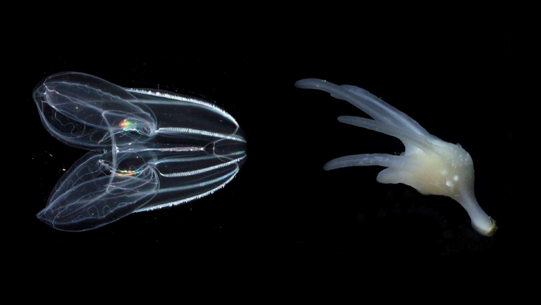 ¿Cuáles fueron los primeros animales?: nuevo estudio genético revela las especies más antiguas