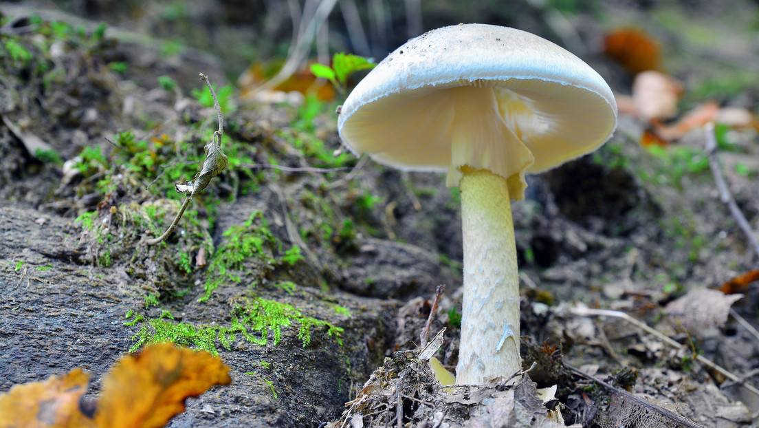 Amanita phalloides