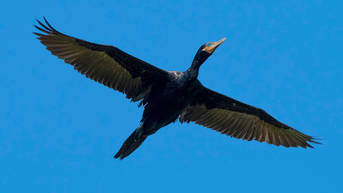 Brasil declara emergencia zoosanitaria por gripe aviar