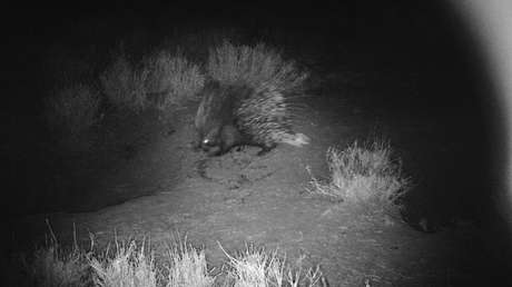 Insólitos 'vecinos' animales comparten la misma madriguera y no se han devorado unos a otros