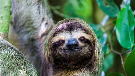 ¿Perezosos de Costa Rica contienen el ingrediente secreto contra las superbacterias?