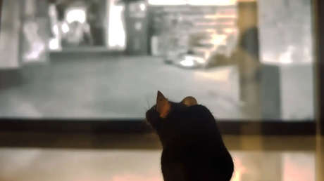 VIDEO: Así es el mundo visto por los ratones