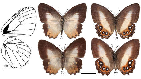 Dos nuevas especies de mariposa reciben el nombre del malvado Sauron de 'El Señor de los Anillos'