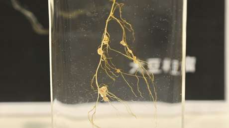 Hong Kong envía bacterias terrestres al espacio en la primera investigación agrícola de la ciudad en ser puesta en órbita