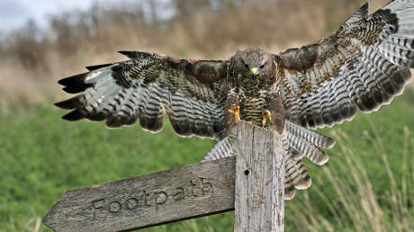 Un corredor resulta con "6 agujeros en la cabeza" al ser atacado por un ave rapaz