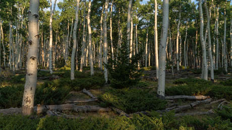 Así suena el organismo más grande del mundo