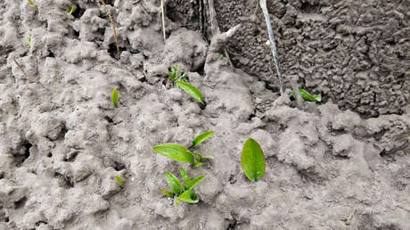 Una capa de ceniza y mucho polvo: así queda un bosque tras la erupción de un volcán en el Lejano Oriente de Rusia (VIDEO)