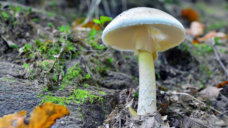 Amanita phalloides
