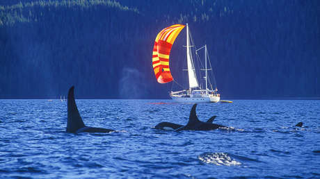 Orcas imitan el comportamiento de otras y atacan embarcaciones