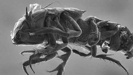 Descubren más de 5.000 nuevas especies en aguas profundas del Pacífico