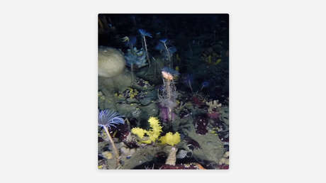 El lecho marino de la Antártida podría ser la cuna de futuros tsunamis mortales