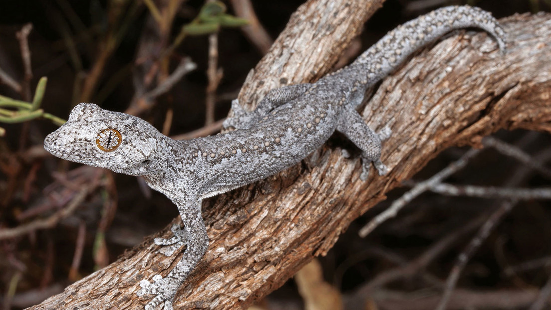 Descubren una nueva especie de gecónido, cuyos ojos se camuflan como el resto del cuerpo